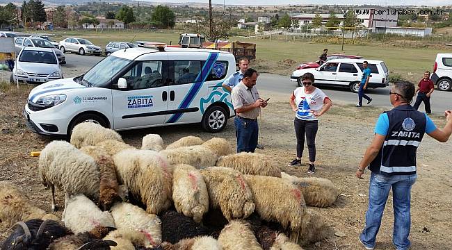 Kaçak kurbanlıklara Zabıta Ekipleri “Dur” dedi