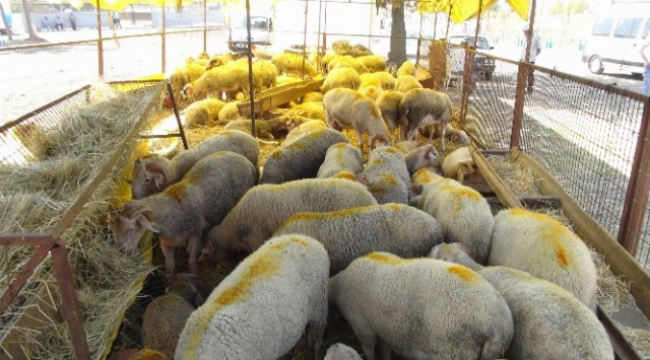 Kırklareli İli Hayvansal Üretim İstatistikleri