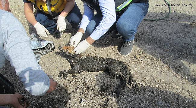 Kurtarılan Tilkiler Doğaya Bırakılacak