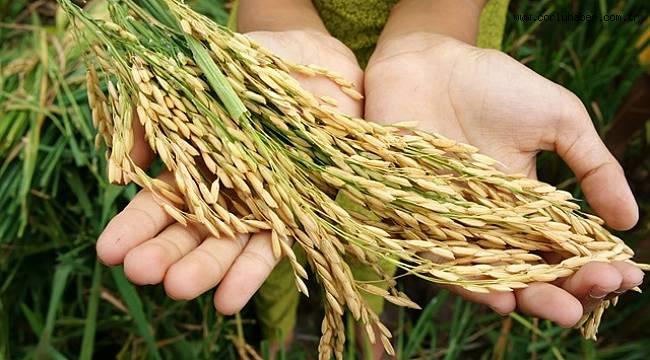 Trakya'da Hasat Başladı
