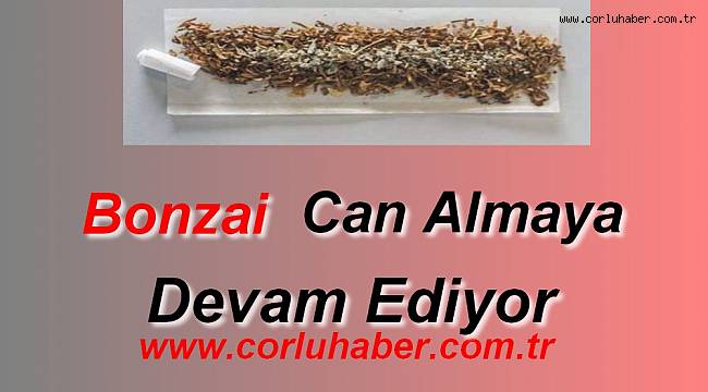 Bonzai Yine Can Aldı