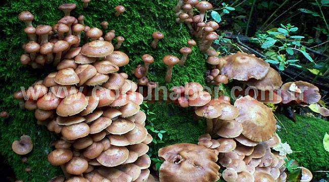 Yediği Mantardan Zehirlendi