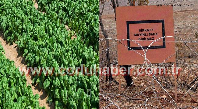 Gömülü Mayınlar Ispanak İle Temizlenebilecek