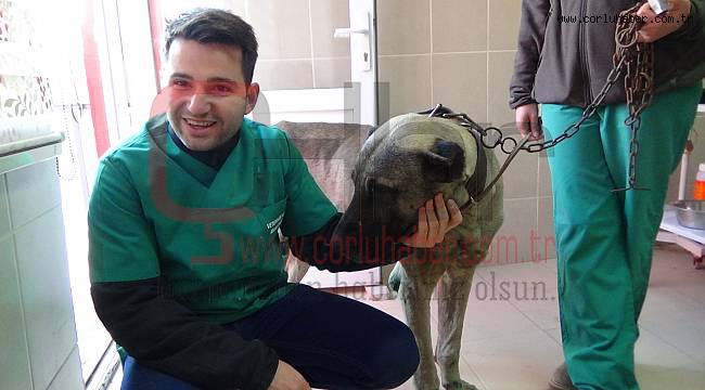İşkence Gören Köpek Yeni Sahibine Kavuştu