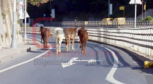 Sahipsiz Atlar Trafiği Tehlikeye Soktu