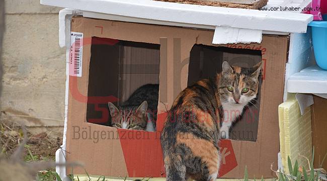 Sokak Hayvanları Üşümeyecek