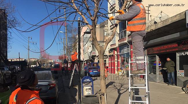 Tehlike Oluşturan Ağaç Dalları Budandı