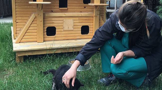Yaralı Kedi Sağlığına Kavuştu