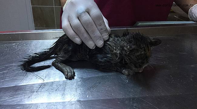 Kanalizasyona Düşen Yavru Kedi Kurtarıldı