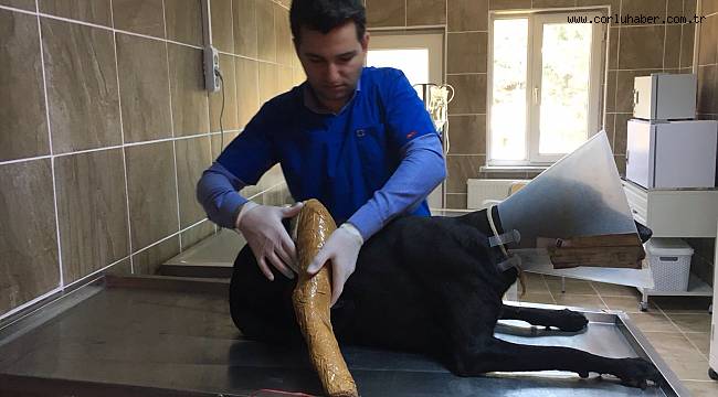 Yaralanan Sokak Köpeği Tedavi Edildi