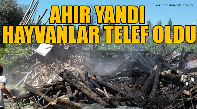 Ahır Yangınında Hayvanlar Telef Oldu