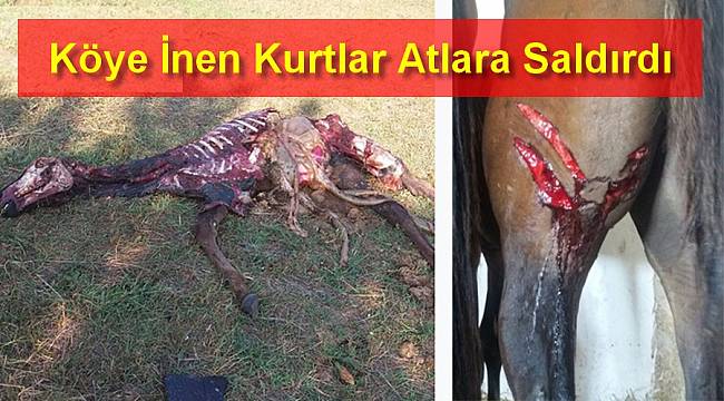 Köye İnen Kurtlar Atlara Saldırdı