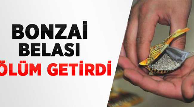 Yine Bonzai Yine Ölüm