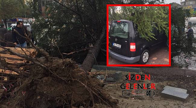 Yağmura Dayanamayan Ağaç Araç Üzerine Devrildi