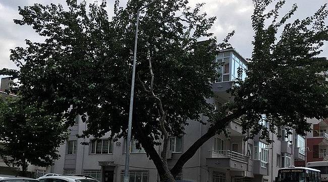 Dut Ağacından Düşerek Ağır Yaralandı