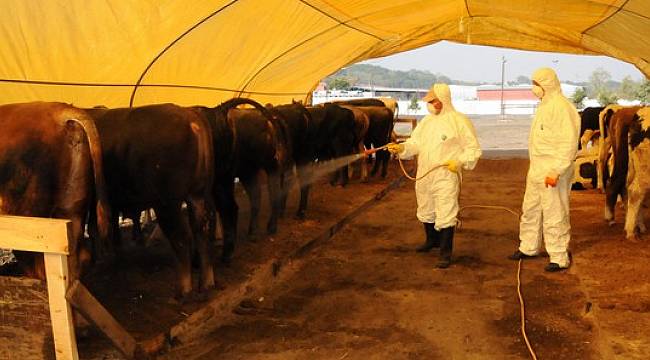 Kurban Pazarı için Kayıt Başvuruları Başlıyor
