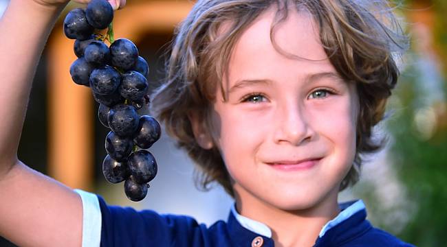 4. Trakya Bağ Bozumu ve Ekoloji Festivali Bağ Bozumu ile Başladı
