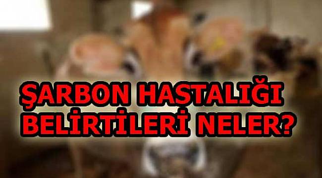 Şarbon hastalığı nedir? Şarbon hastalığı nasıl bulaşır?