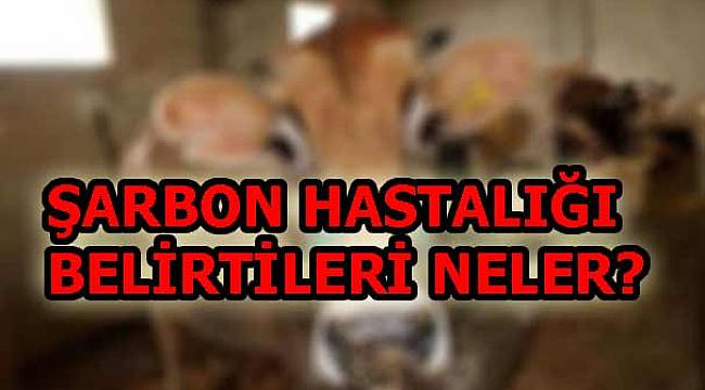 Sarbon Hastaligi Nedir Sarbon Hastaligi Nasil Bulasir Saglik Corlu Haber