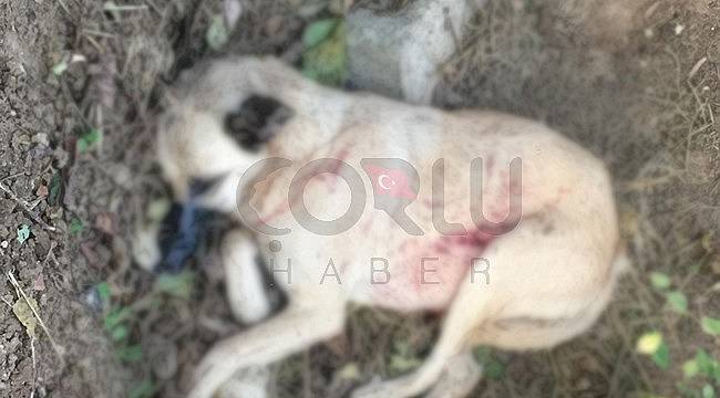 Bir Köpek Vahşeti Daha