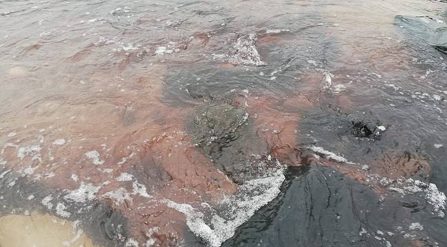 Tekirdağ'da Yine Çevre Katliamı