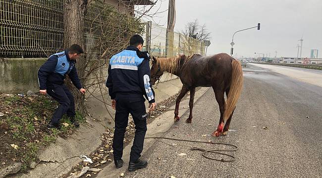 Yaralı Atın Hayatını Zabıta Ekipleri Kurtardı