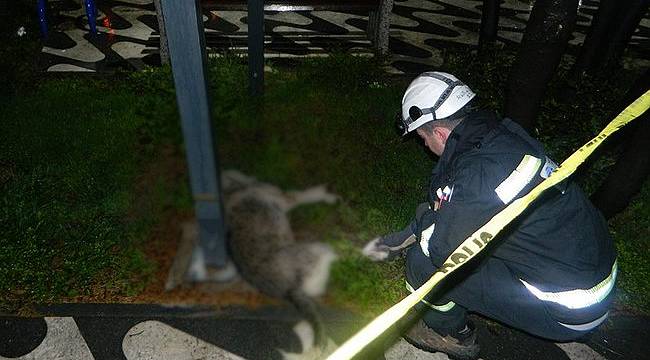 Elektrik Akımına Kapılan Köpek Öldü