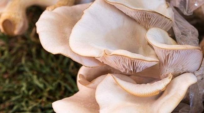 Yetkililer Uyardı, Mantar Zehirlenmelerine Dikkat!