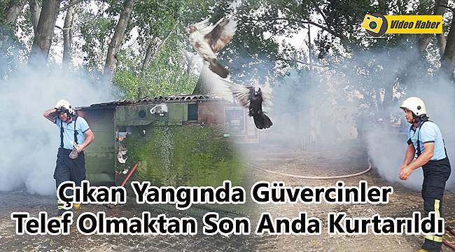 Çıkan Yangında Güvercinler Telef Olmaktan Son Anda Kurtarıldı