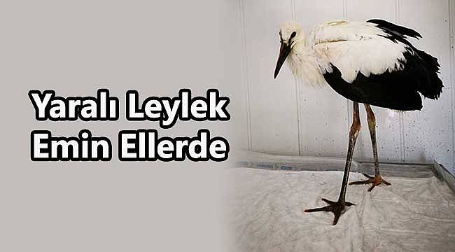 Yaralı Leylek Emin Ellerde