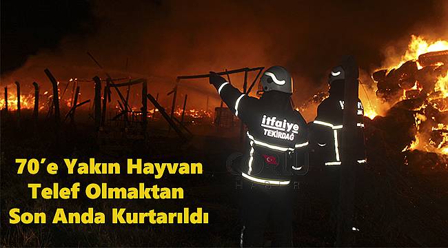Hayvanlar Telef Olmaktan Son Anda Kurtarıldı