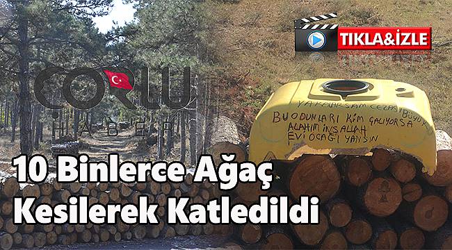 10 Binlerce Ağaç Kesilerek Katledildi