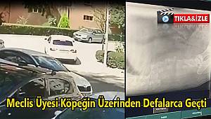 Meclis Üyesi Köpeğin Üzerinden Defalarca Geçti