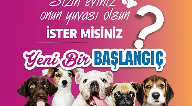 Sevimli Dostlarımız İçin Yeni Bir Başlangıç
