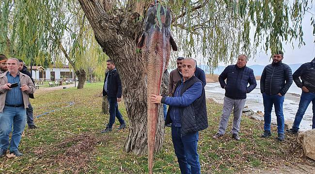 Balıkçıların Ağına 100 Kilogramlık Yayın Balığı Takıldı