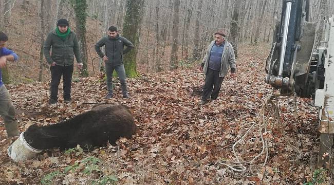 Çamura Saplanan Gebe İnek 8 Saat Sonra Kurtarıldı