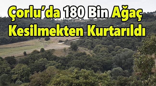 Çorlu'da 180 Bin Ağaç Kesilmekten Kurtarıldı