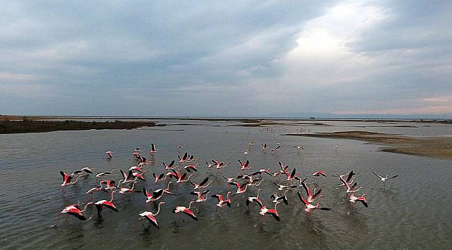 Flamingolar Gala Gölü'nü Renklendiriyor