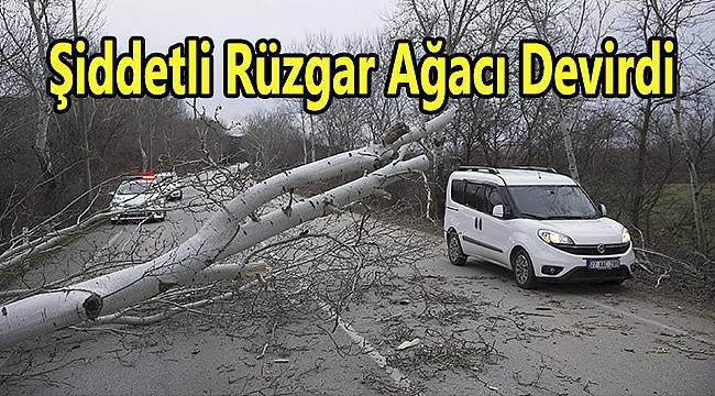 Şiddetli Rüzgar Ağacı Devirdi