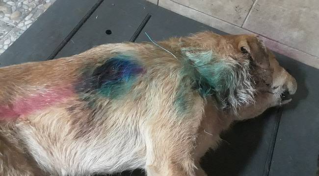 Silahla Vurulan Köpek Öldü