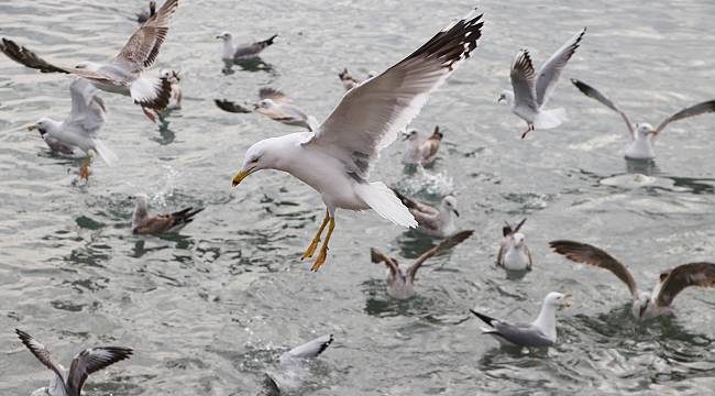 Tekirdağ'da Martıların Balık Kapma Mücadelesi