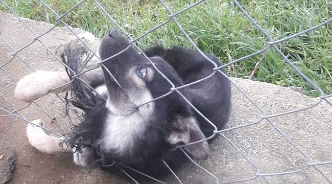 TellereSıkışan Köpeği İtfaiye Kurtardı