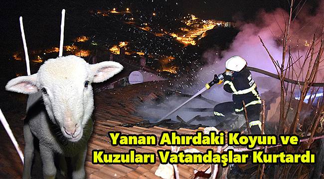 Yanan Ahırdaki Koyun ve Kuzuları Vatandaşlar Kurtardı