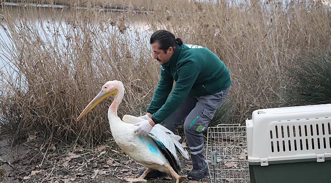 Yaralı Pelikan "Avrupa'nın En Büyük Doğal Yaşam Parkı"nda Tedavi Edildi