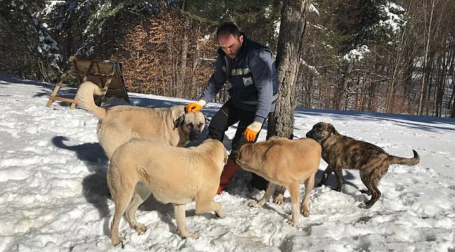 Yiyecek Bulmakta Zorluk Çeken Hayvanlara Mama Desteği