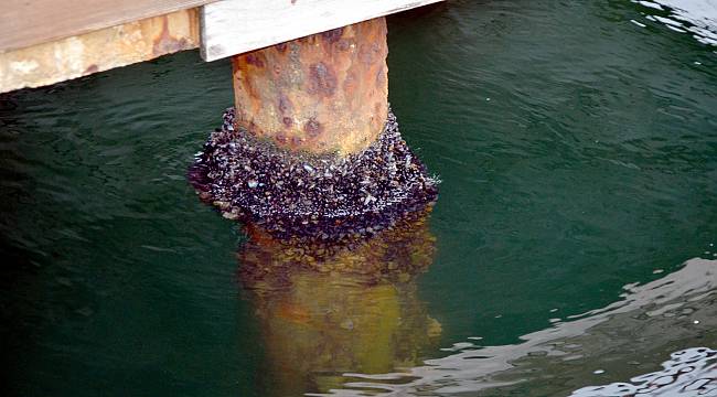 500 Kilogram Kaçak Midye Ele Geçirildi