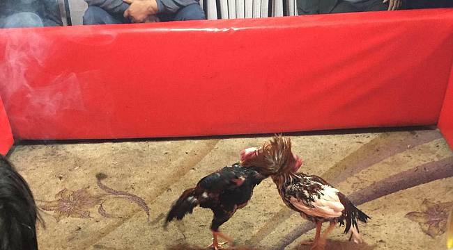 Horozların Dövüştürüldüğü Kahvehanenin Sahibi Gözaltına Alındı