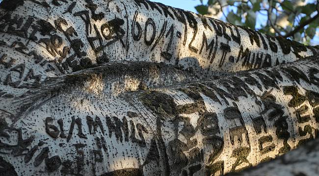 İznik'teki "Künye Ağacı"na Tescil Talebi