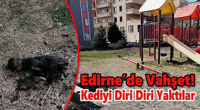 Edirne'de Vahşet! Kediyi Diri Diri Yaktılar