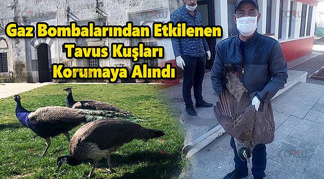 Gaz Bombalarından Etkilenen Tavus Kuşları Korumaya Alındı